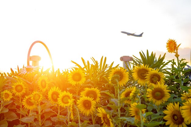 Field of blooming sunflowers on a background of sunrise and take off plane