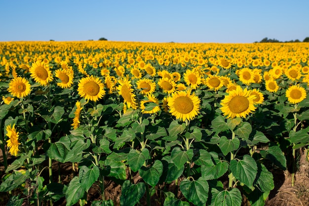 Campo di girasoli fioriti su un tramonto di sfondo