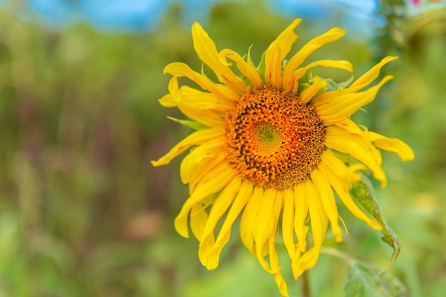 Field of blooming sunflowers in countryside.