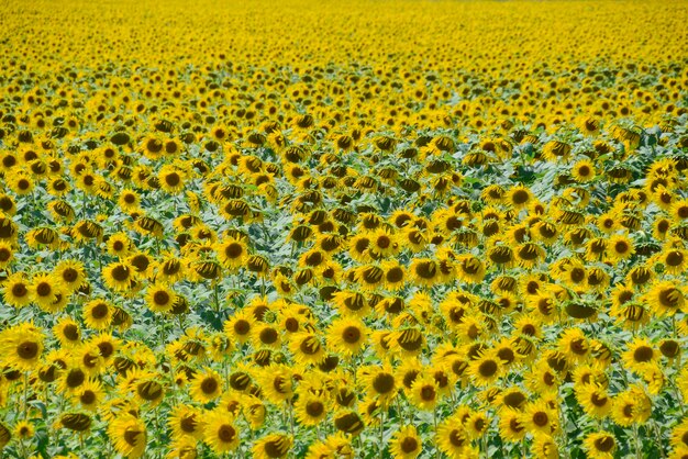 Photo field of blooming sunflowers flowering sunflowers in the field sunflower field on a sunny day