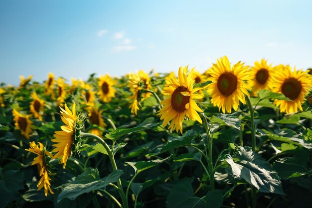 咲くひまわり畑 有機的で自然な花の背景 晴れた日に農業