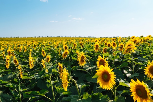 Field of blooming sunflowers Organic and natural floral background Agricultural on a sunny day
