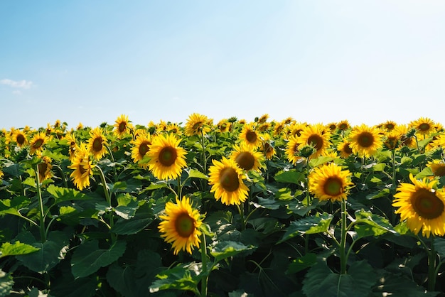 Field of blooming sunflowers Organic and natural floral background Agricultural on a sunny day