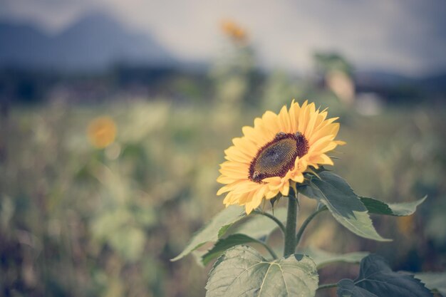 Field of blooming sunflowers in the summer