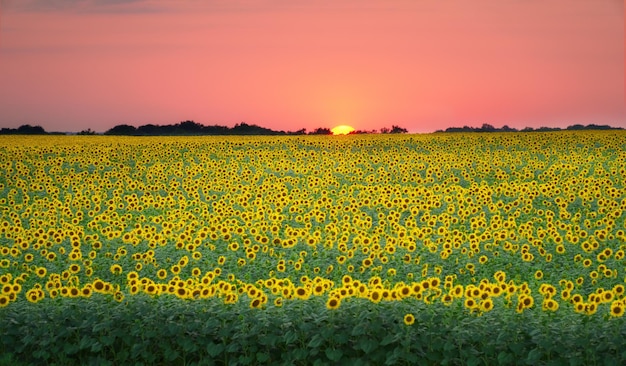 Field of blooming sunflowers on the sunset