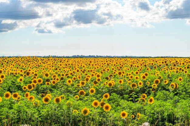 Photo field of blooming sunflowers