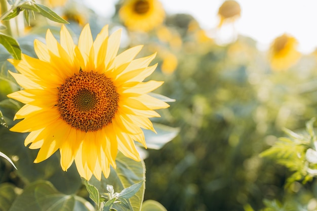 開花するヒマ​​ワリの畑