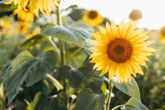 Field of blooming sunflowers