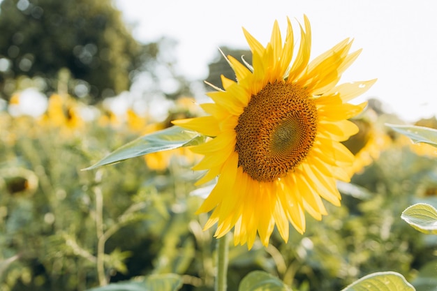 Field of blooming sunflowers