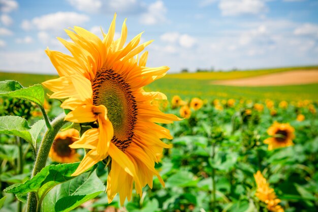 Field of blooming sunflowers