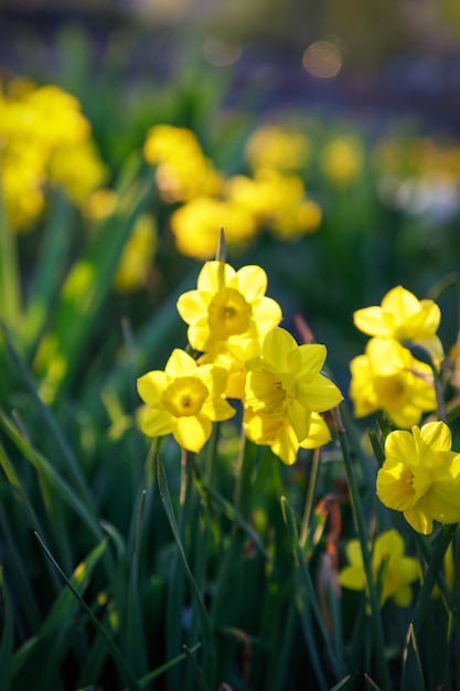 Field of blooming yellow daffodils in park