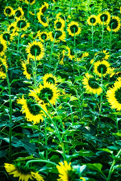 Field of bloooming landscape of Sunflower Farm