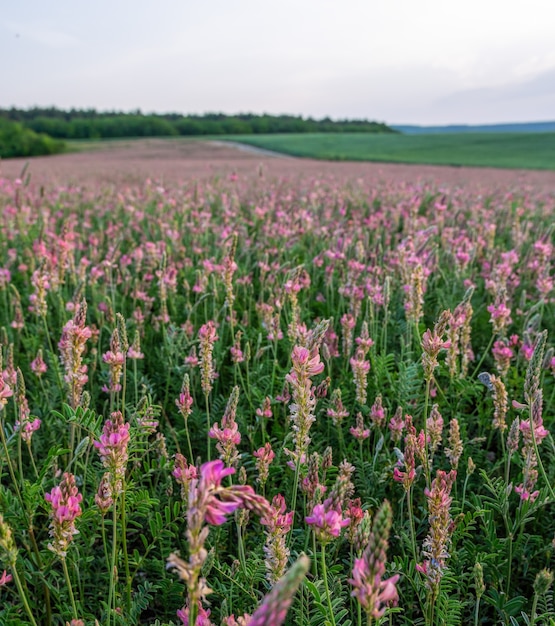 Foto campo di fiori selvatici di lupinella o trifoglio. fiori di colore rosa lupinella, onobrychis viciifolia