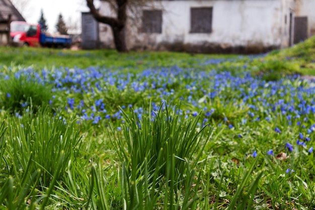 A field of blue flowers in front of a house