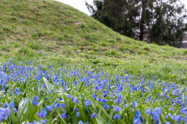 A field of blue flowers with the word " blue " on the bottom.