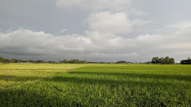 Field and blue sky