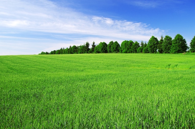 Foto campo e cielo blu