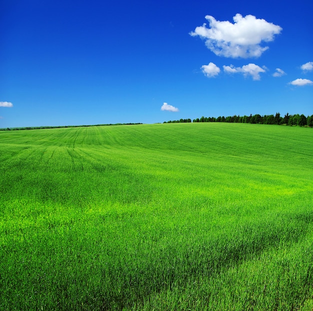 Photo field and a blue sky