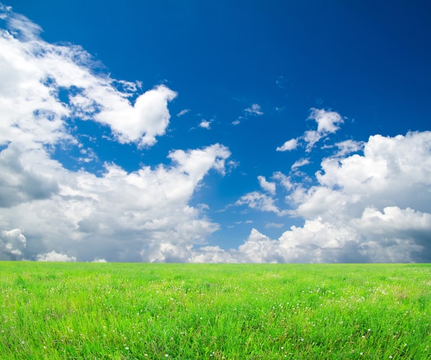 Field on a of the blue sky