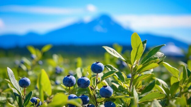 Photo a field of blueberries with a mountain in the background
