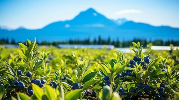 Photo a field of blueberries with mountains in the background