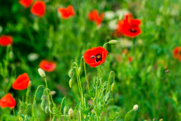 Field of bright red poppy flowers.