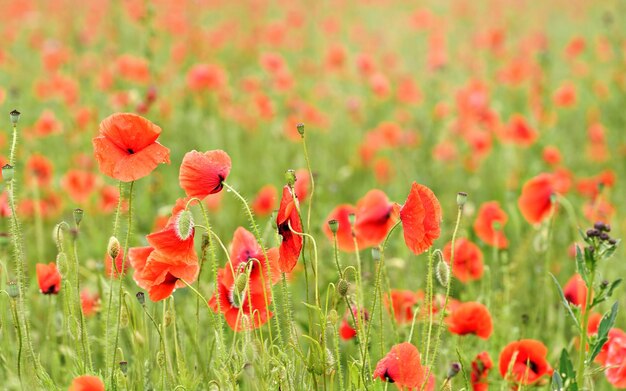 Field of bright red wild poppies, petals wet from rain