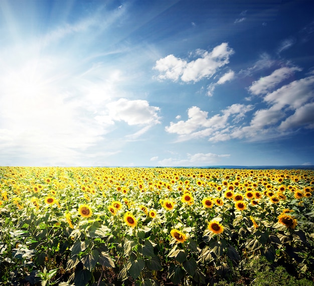 Field of bright yellow sunflowers