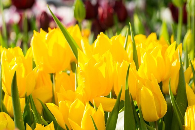 A field of bright yellow tulips