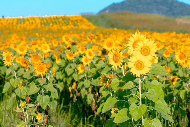 Field of brightly colored sunflowers in midday sun on a hillside