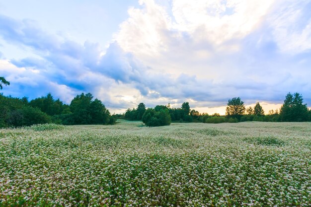 開花期のソバ畑 田舎の夏の風景