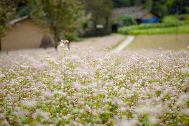 Photo field of buckwheat flowers at ha giang, viet nam. ha giang is famous for dong van karst plateau global geological park.