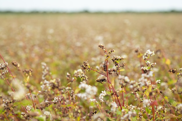 Field of buckwheat on a gloomy day Ripe buckwheat grains close up agriculture countryside concept