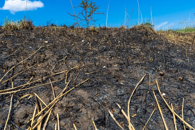 Field of burnt grass the field after the fire