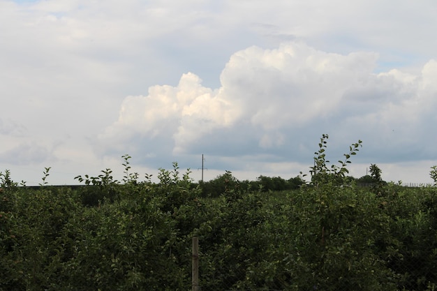 Photo a field of bushes and clouds