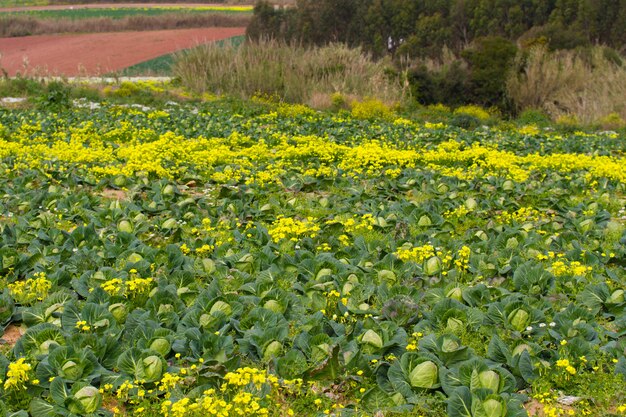 Field of cabbage