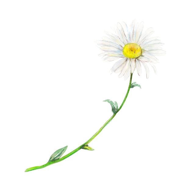 Field camomile handdrawn Watercolor floral illustration of delicate flower isolated