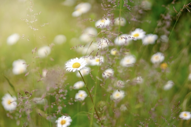 Campo di camomille fiori di camomilla margherita giornata di sole margherite estive bella scena della natura con camomille mediche in fiore medicina alternativa sfondo di fiori di primavera bellissimo prato