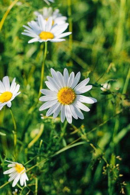 Field of camomiles at sunny day at nature