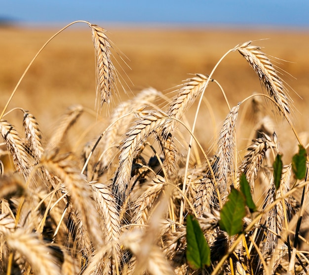 Field of cereal in the summer  an agricultural field with yellowed ripe cereal in the summer