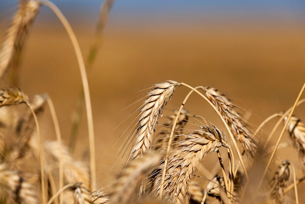 Field of cereal in the summer