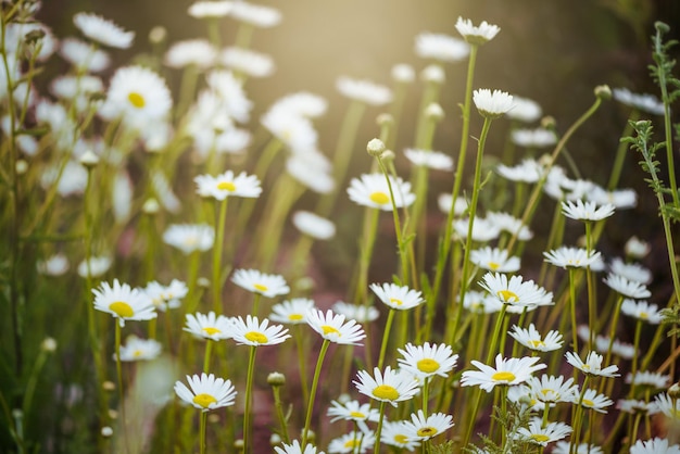 Field of chamomile flowers in the sunny day Nature scene with blooming chamomiles in sun flares