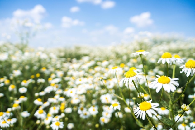 Primo piano di fiori di camomilla di campo bella scena naturale con camomille mediche in fiore nel giorno del sole