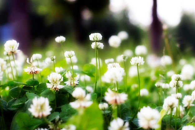 Field of clover summer