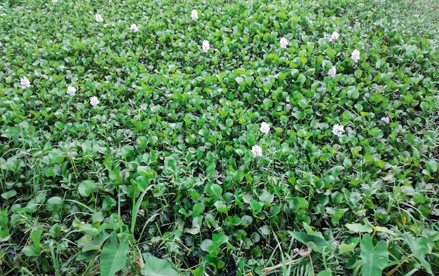 A field of clovers is shown in this undated photo.