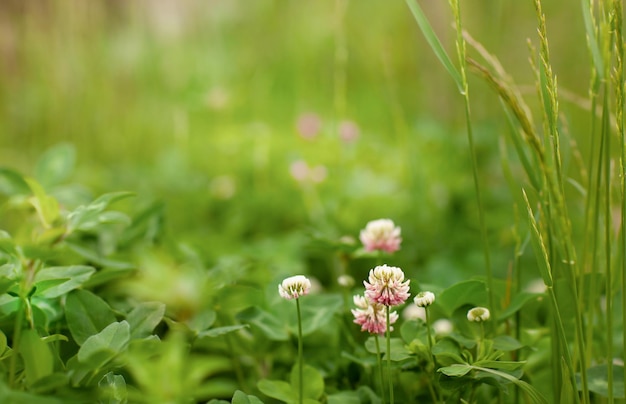 A field of clovers with a green background