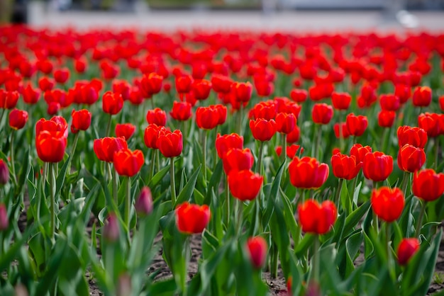 Field of colorful tulips in