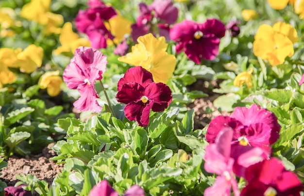 カラフルなビオラの花のフィールド、閉じる