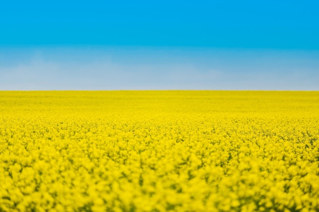 Field of colza rapeseed yellow flowers and blue sky, agriculture concept