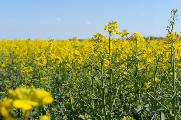 colza 유채 필드 노란색 꽃과 푸른 하늘 Oilseed canola colza 자연 배경 봄 풍경 우크라이나 농업 그림